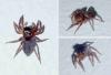 Hasarius adansoni